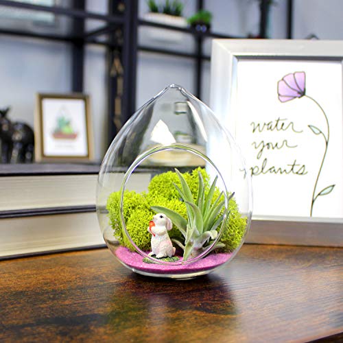 5-Inch Easter Bunny Air Plant Terrarium Complete Kit with Glass Te...