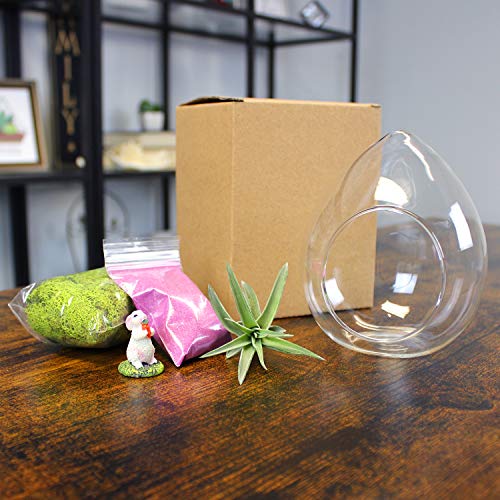 5-Inch Easter Bunny Air Plant Terrarium Complete Kit with Glass Te...