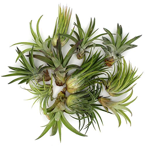 5-Inch Easter Bunny Air Plant Terrarium Complete Kit with Glass Te...