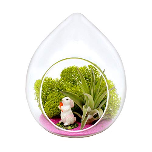5-Inch Easter Bunny Air Plant Terrarium Complete Kit with Glass Te...