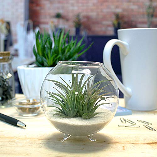 Air Plant Terrarium Kit - 3 Live Tillandsia Air Plants with Colore...