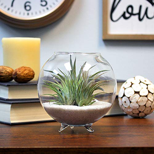 Air Plant Terrarium Kit - 3 Live Tillandsia Air Plants with Colore...