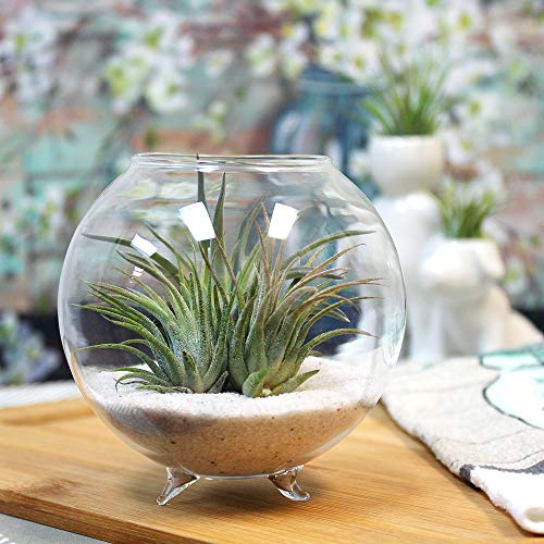 Air Plant Terrarium Kit - 3 Live Tillandsia Air Plants with Colore...