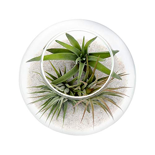 Air Plant Terrarium Kit - 3 Live Tillandsia Air Plants with Colore...