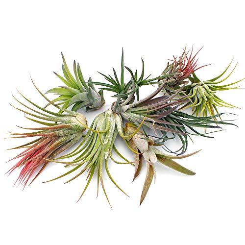 Air Plant Terrarium Kit - 3 Live Tillandsia Air Plants with Colore...