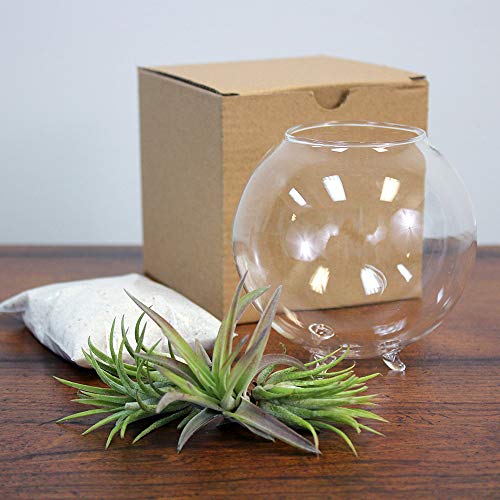 Air Plant Terrarium Kit - 3 Live Tillandsia Air Plants with Colore...