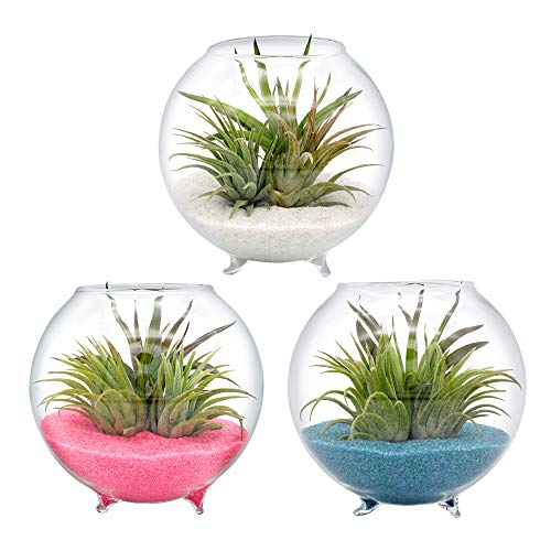 Air Plant Terrarium Kit - 3 Live Tillandsia Air Plants with Colore...