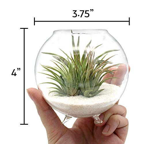 Air Plant Terrarium Kit - 3 Live Tillandsia Air Plants with Colore...