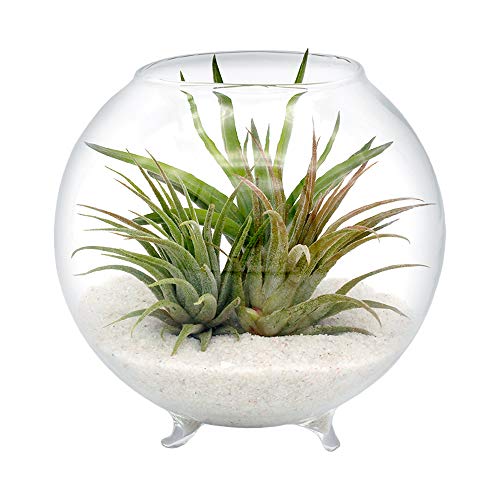 Air Plant Terrarium Kit - 3 Live Tillandsia Air Plants with Colore...