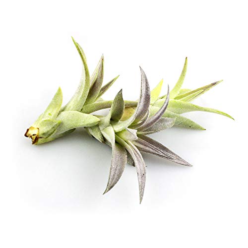 Live Tillandsia 2-3 Air Plant Set of 3 Assorted Large Air Plants ...