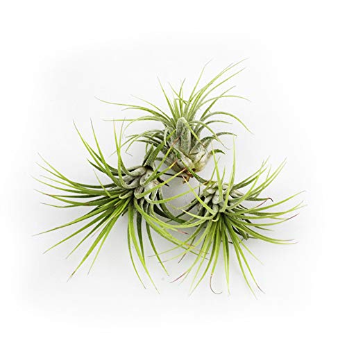 Live Tillandsia 2-3 Air Plant Set of 3 Assorted Large Air Plants ...