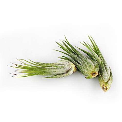Live Tillandsia 2-3 Air Plant Set of 3 Assorted Large Air Plants ...
