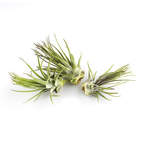Live Tillandsia 2-3 Air Plant Set of 3 Assorted Large Air Plants ...