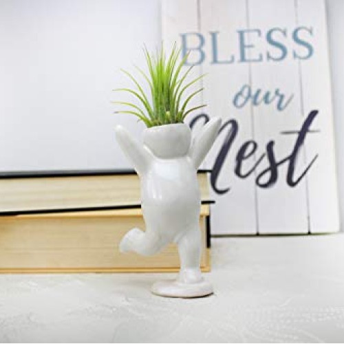 Live Tillandsia Air Plant and Air Plant Holder Complete with Ceram...