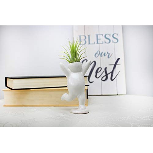 Live Tillandsia Air Plant and Air Plant Holder Complete with Ceram...