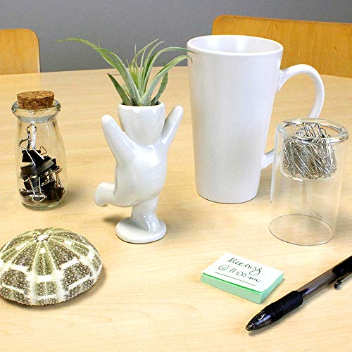 Live Tillandsia Air Plant and Air Plant Holder Complete with Ceram...