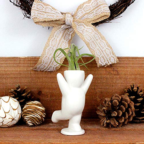 Live Tillandsia Air Plant and Air Plant Holder Complete with Ceram...