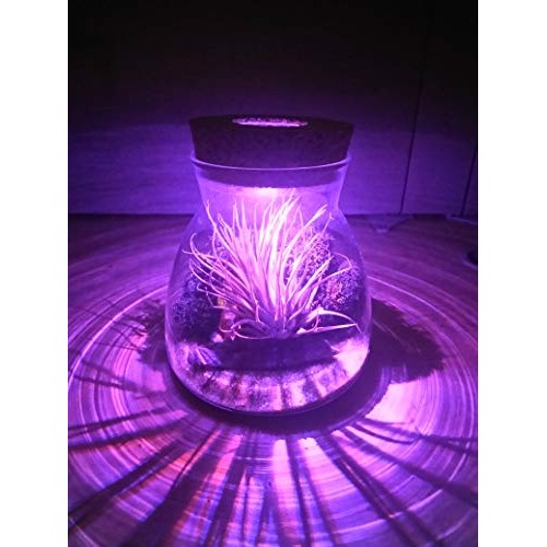 Live Tillandsia Air Plant Terrarium Kit with Color Changing LED Li...