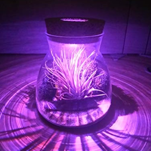 Live Tillandsia Air Plant Terrarium Kit with Color Changing LED Li...