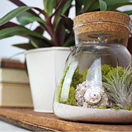 Live Tillandsia Air Plant Terrarium Kit with Color Changing LED Li...