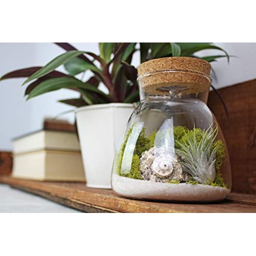 Live Tillandsia Air Plant Terrarium Kit with Color Changing LED Li...
