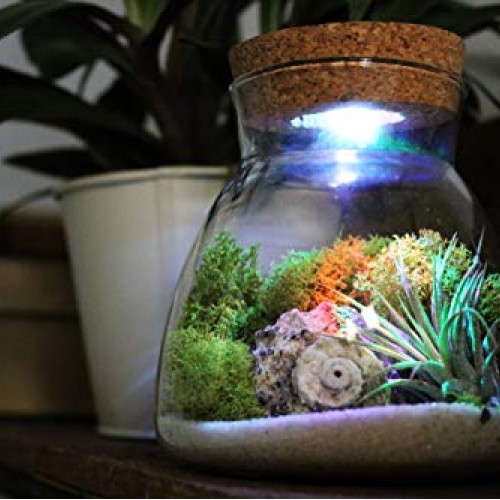 Live Tillandsia Air Plant Terrarium Kit with Color Changing LED Li...
