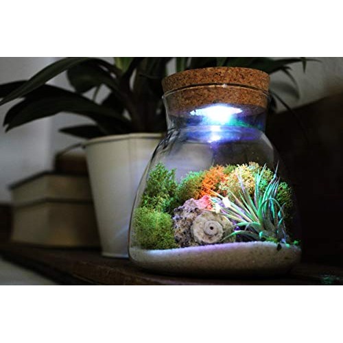 Live Tillandsia Air Plant Terrarium Kit with Color Changing LED Li...