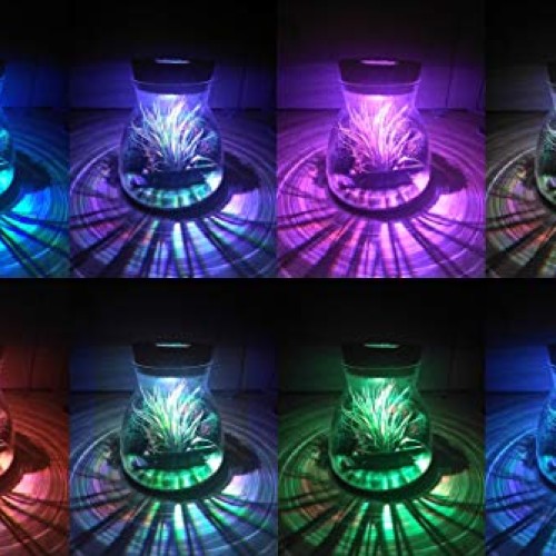 Live Tillandsia Air Plant Terrarium Kit with Color Changing LED Li...