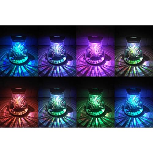 Live Tillandsia Air Plant Terrarium Kit with Color Changing LED Li...