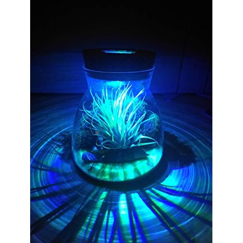 Live Tillandsia Air Plant Terrarium Kit with Color Changing LED Li...