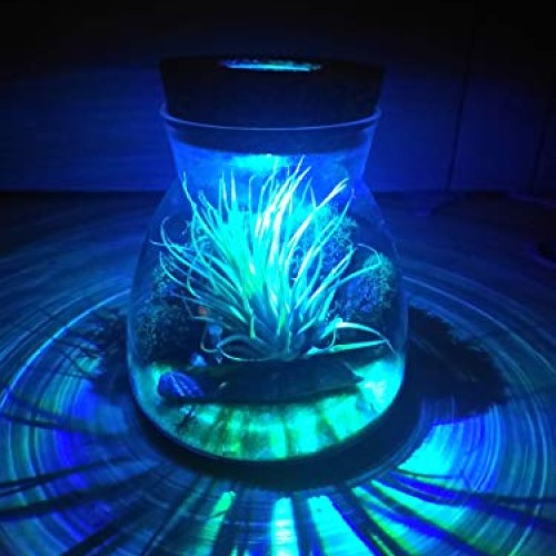 Live Tillandsia Air Plant Terrarium Kit with Color Changing LED Li...