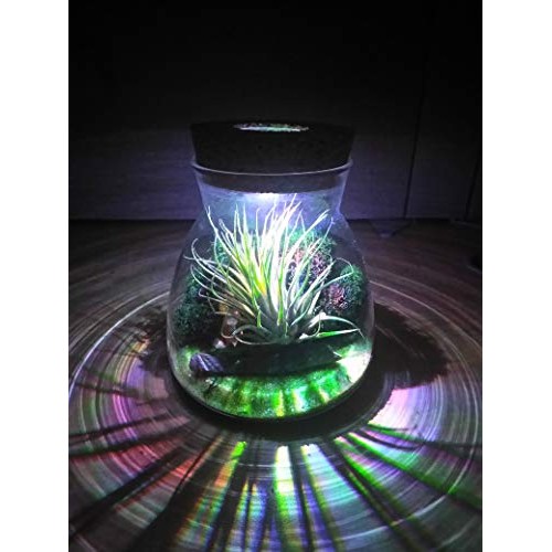 Live Tillandsia Air Plant Terrarium Kit with Color Changing LED Li...
