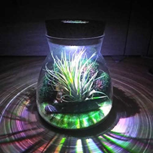 Live Tillandsia Air Plant Terrarium Kit with Color Changing LED Li...
