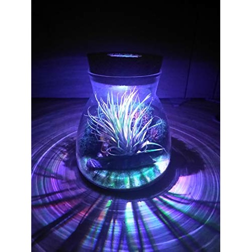 Live Tillandsia Air Plant Terrarium Kit with Color Changing LED Li...