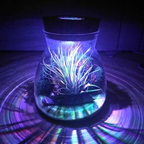 Live Tillandsia Air Plant Terrarium Kit with Color Changing LED Li...