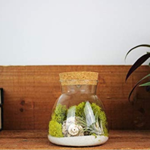 Live Tillandsia Air Plant Terrarium Kit with Color Changing LED Li...