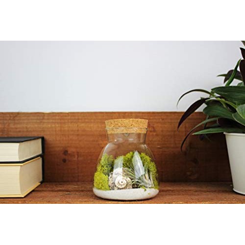 Live Tillandsia Air Plant Terrarium Kit with Color Changing LED Li...