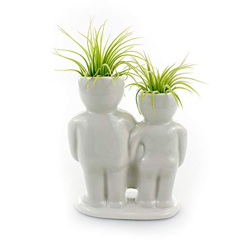 Live Tillandsia Air Plants and Air Plant Holder Complete with Cera...