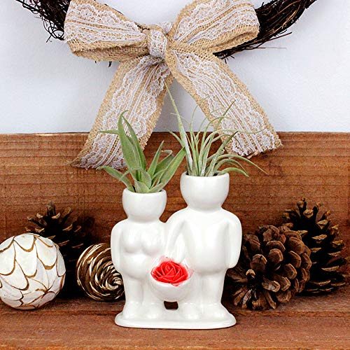 Live Tillandsia Air Plants and Air Plant Holder Complete with Cera...