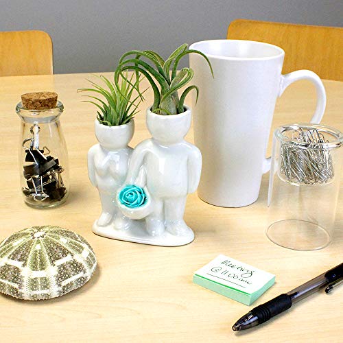 Live Tillandsia Air Plants and Air Plant Holder Complete with Cera...