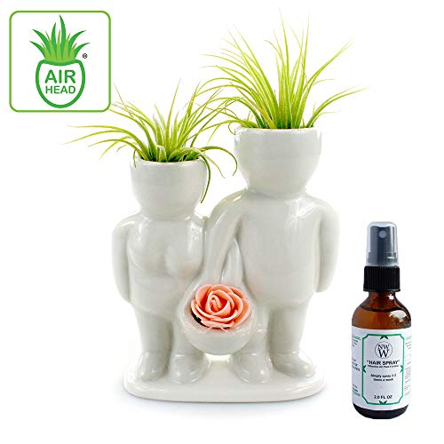 Live Tillandsia Air Plants and Air Plant Holder Complete with Cera...