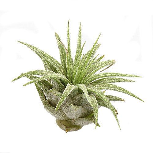 NW Wholesaler - Air Plant Orb Glass Terrarium Complete Kit - Great...