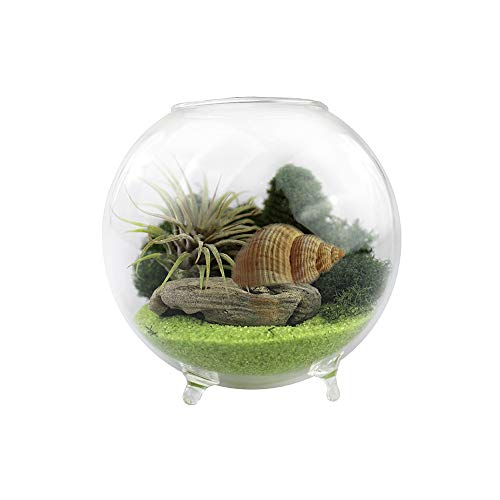 NW Wholesaler - Air Plant Orb Glass Terrarium Complete Kit - Great...