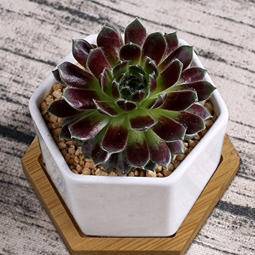 Succulent Plant Pots,OAMCEG 2.75 inch Mini Succulent Planter, Set ...