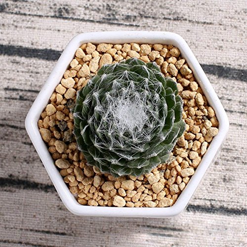 Succulent Plant Pots,OAMCEG 2.75 inch Mini Succulent Planter, Set ...