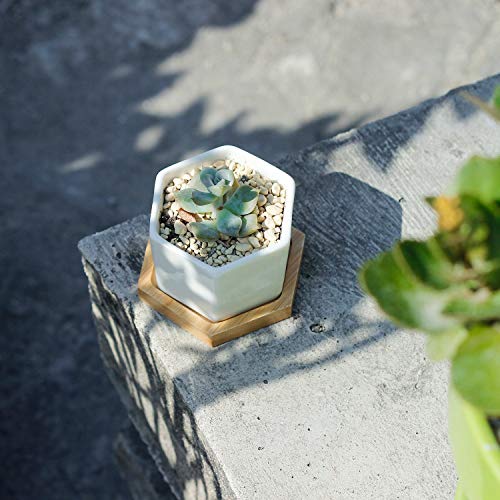 Succulent Plant Pots,OAMCEG 2.75 inch Mini Succulent Planter, Set ...