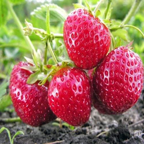 Mara Des Bois French Everbearing Strawberry 10 Plants - Best Flavo...