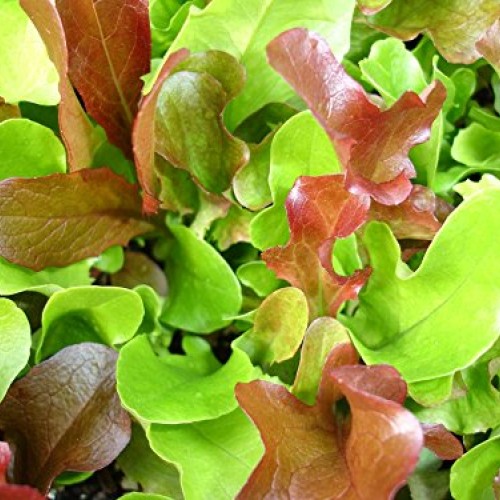 1,000+ Mesclun Lettuce Seeds- Salad Mix- 1,000+ 2020 Seeds