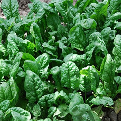 200+ Spinach Seeds- Organic- Giant Noble- Heirloom Variety by Ohio...