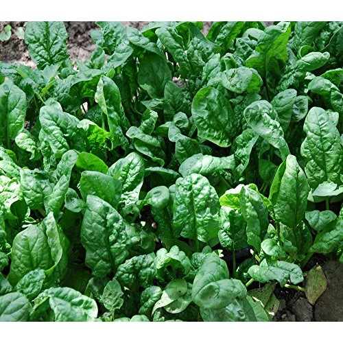 200+ Spinach Seeds- Organic- Giant Noble- Heirloom Variety by Ohio...